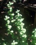 Rundblättrige Minze - Mentha suaveolens