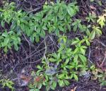 : - Parthenocissus laetevirens