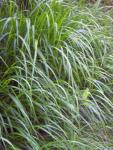 Vielblütige Fallgranne - Oryzopsis miliacea