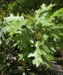 Shumard-Eiche - Quercus shumardii