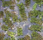 Gemeiner Schwimmfarn - Salvinia natans