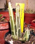 : - Kleinia stapeliiformis
