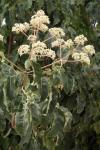 Samthaarige Stinkesche
- Tetradium daniellii