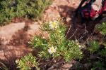 : - Argyranthemum callichrysum
