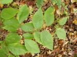 : - Fagus grandifolia