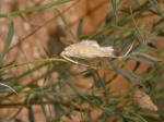 : - Gomphocarpus sinaicus