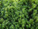 : - Hedwigia ciliata