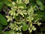 Weiße Mangrove - Laguncularia racemosa
