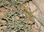 : - Salvia aegyptiaca