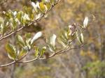 : - Terminalia neotaliala
