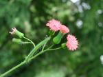 Florida-Quastenblume - Emilia fosbergii