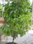 : - Ixora finlaysoniana