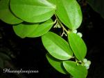 : - Cocculus orbiculatus