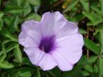 Kairo-Prunkwinde - Ipomoea cairica