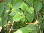 Buschtraube - Cayratia trifolia
