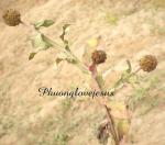 : - Sphaeranthus indicus