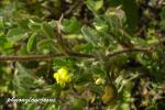 Zwerg-Schneckenklee - Medicago minima