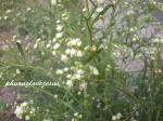 Karottenkraut - Parthenium hysterophorus