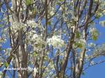 Chinesische Wildbirne - Pyrus calleryana