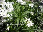 Immergrüne Schleifenblume - Iberis sempervirens