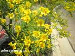 : - Cercidium floridum subsp. floridum