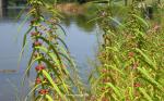 : - Ammannia coccinea