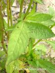 : - Crassocephalum crepidioides