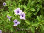 : - Ruellia tuberosa
