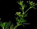 : - Cyclospermum leptophyllum