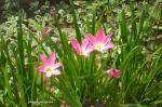 : - Zephyranthes rosea