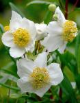 : - Carpenteria californica
