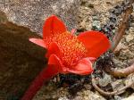 Feuerrote Blutblume - Haemanthus coccineus