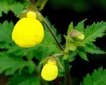 : - Calceolaria mexicana