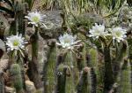 : - Echinopsis lamprochlora