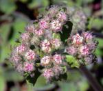 :-Eriogonum ursinum