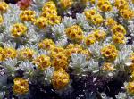 : - Helichrysum splendidum