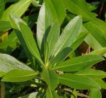 : - Cheirolophus arbutifolius