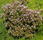 Geldbaum-Crassula ovata