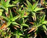 : - Aloe ciliaris var. ciliaris