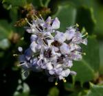 : - Ceanothus jepsonii