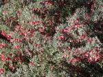 : - Grevillea lavandulacea