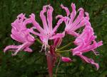 : - Nerine bowdenii
