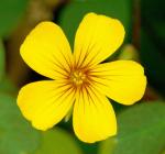 : - Oxalis spiralis