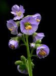: - Polemonium viscosum