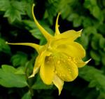 Gold-Akelei - Aquilegia chrysantha