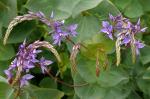 : - Derwentia perfoliata