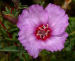 : - Clarkia gracilis