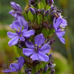: - Aristea capitata