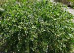 Gemeiner Kapernstrauch - Capparis spinosa