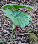 Chinesischer Maiapfel - Dysosma pleiantha
